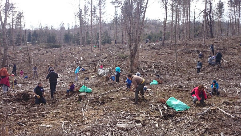 Taborniki sadijo drevesa.