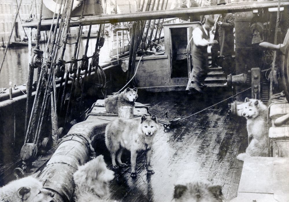 Psi na krovu ladje.